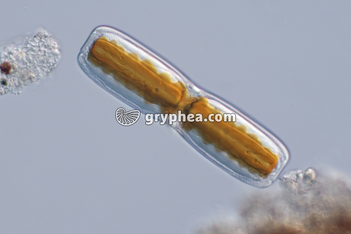 Diatomée marine (algue unicellulaire) x200 - gryphea.com